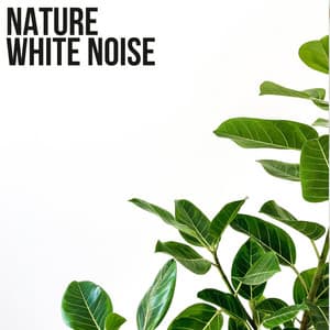 Nature White Noise - White Noise Research