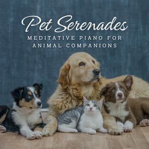 Tranquil Pet Serenades: Meditative Piano for Animal Companions - Moonlight Sonata