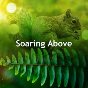 Soaring Above - Nature Radiance
