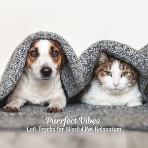Purrfect Vibes: Lofi Tracks for Blissful Pet Relaxation - Sad LoFi Boy