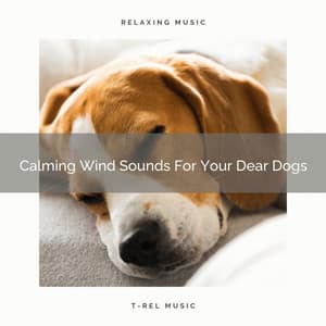Calming Wind Sounds For Your Dear Dogs - Dog Relax