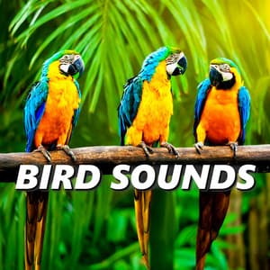 Bird Sounds - Bird Songs
