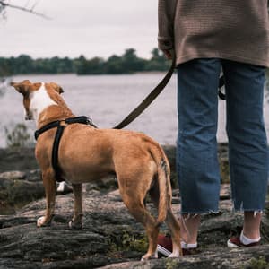 Water's Pawsteps: Binaural River Soothing Pet Ambience - Sonic Whales