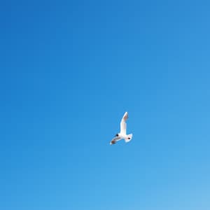 SOAR - Heavenly Realms