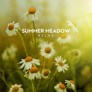 Summer Meadow Relax: Amazing Nature Sounds, Bird Songs, Brook Sounds for Relaxation - Bird Sounds