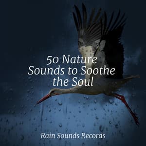 50 Nature Sounds to Soothe the Soul - Sleepy Night Music