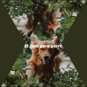 El Jam para perro - Bossa Cafe Deluxe