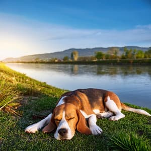 Patas Tranquilas: Música Para Perros - Hola sonidoz