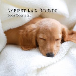 Ambient Rain Sounds: Dogs Cozy in Bed - Let It Rain
