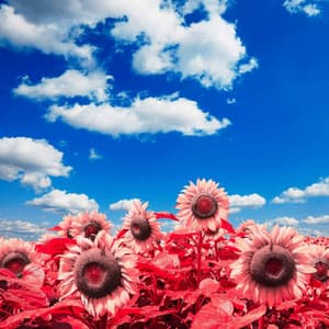 Music for Literary Daydreams - Speakeasy Jazz Playlist