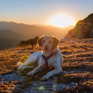 Patas Y Paz: Música Relajante Para Perros - Escucha fácil del domingo