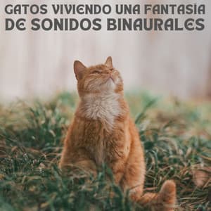 Gatos Viviendo Una Fantasía De Sonidos Binaurales - Sistema de ritmos binaurales