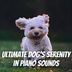 Ultimate Dog's Serenity in Piano Sounds - Ultimate Piano Calm