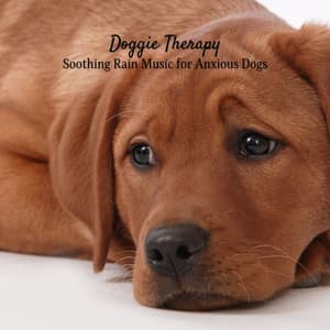 Doggie Therapy: Soothing Rain Music for Anxious Dogs - Rainfall Sound for Sleep