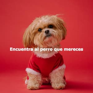 Encuentra al perro que mereces - Elevator Music Deluxe