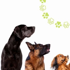 Music for The Sleepiest Pup - Calming Jazz For Dogs