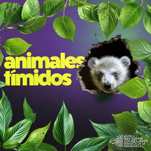 Animales tímidos - Música para Dormir Con Relajantes Sonidos de la Naturaleza