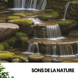 Sons de la Nature : Forêt Enchantée - Musica relajante dormir