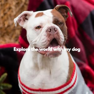Explore the world with my dog - Calming Dog Jazz