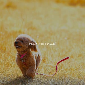 わんことかくれんぼ - Sleep Jazz