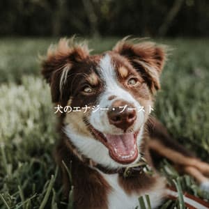 犬のエナジー・ブースト - Alegre Desayuno Jazz