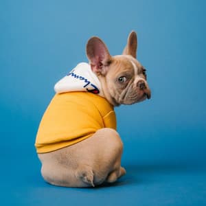 Lofi Dog Serenade: Serenading Your Four-Legged Friend - lofi.sad