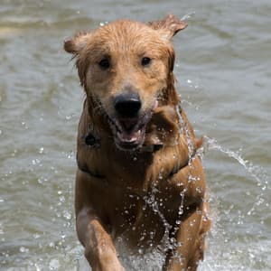 Music for Calming Your Dog - Astounding Piano - Dog Music Experience