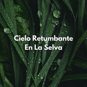 Cielo Retumbante En La Selva - Musica Lluvia Tranquila