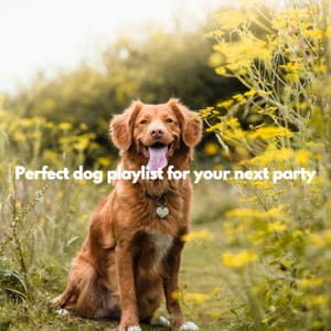Perfect dog playlist for your next party - Música para Cocinar