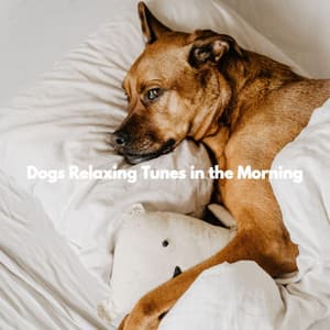 Dogs Relaxing Tunes in the Morning - Dog Anxiety Music