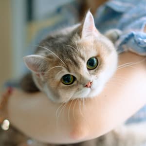 Piano Rain's Tranquil Cat Retreat - Tranquil Piano