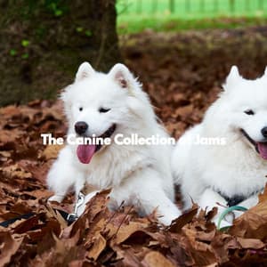 The Canine Collection of Jams - Doggy Relaxing Sounds
