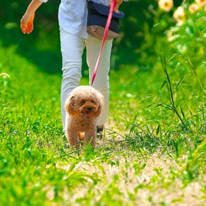 Pet Retreat: Binaural Melodies for Nature's Comfort - Solfeggio Music