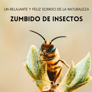 Zumbido De Insectos: Un Relajante Y Feliz Sonido De La Naturaleza - Naturaleza Soundzzz Club