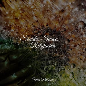 Sonidos Suaves | Relajación - Sonidos De Lluvia y Tormentas