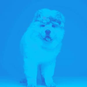 Music for Chillin with Pups - Alto Sax - Sleepy Dogs