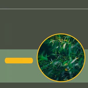 Music for Daily Unwinding - Morning Calm Playlist