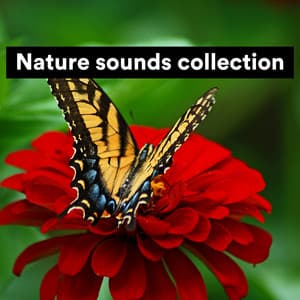 Nature Sounds Collection - Nature Sound Series