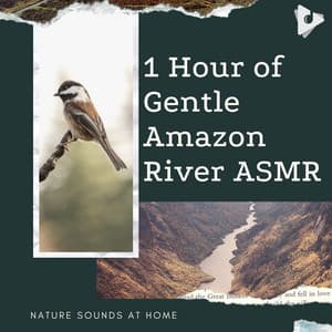 1 Hour of Gentle Amazon River ASMR - Nature Sounds At Home