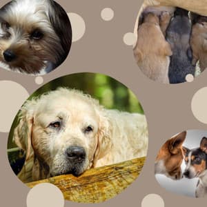 Astonishing Smooth Jazz - Background for Doggy Mental Health - Dog Chill Out Music