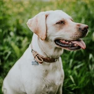 Bgm for Lovely Hounds - Relaxing Dog Music Classics