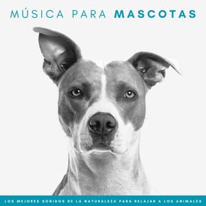 Música Para Mascotas: Los Mejores Sonidos De La Naturaleza Para Relajar A Los Animales - Sonidos de la naturaleza desconectados
