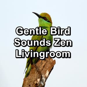 Gentle Bird Sounds Zen Livingroom - Bird Sounds 2016