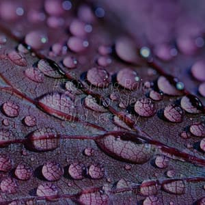 #50 Spring Rain Sounds for Sleep and Serenity - Musica Para Dormir y Sonidos de la Naturaleza