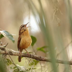 Nature Soundscapes: Birds Chirping in the Rain - The Rain Library