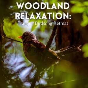 Woodland Relaxation: Tranquil Birdsong Retreat - 4D Nature Recordings