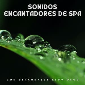 Sonidos encantadores de spa con binaurales lluviosos - Colmena de Lluvia