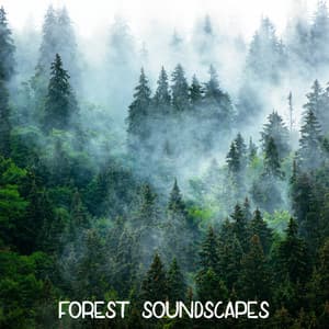 ! ! ! ! ! ! ! ! " Forest Soundscapes " ! ! ! ! ! ! ! ! - Forest Sounds