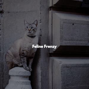 Feline Frenzy - Lounge Music Playlist