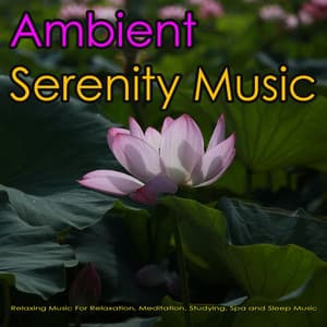 Ambient Serenity Music: Relaxing Music For Relaxation, Meditation, Studying, Spa and Sleep Music - Stress Relief Therapy Music Academy